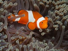 Indonesia_Bali_Diving_Anemone_Fish_shutterstock_752914333