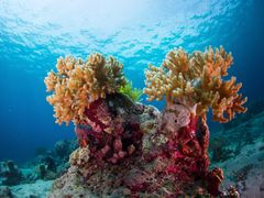 Indonesia_Bali_Mejangan_Coral_shutterstock_195121844