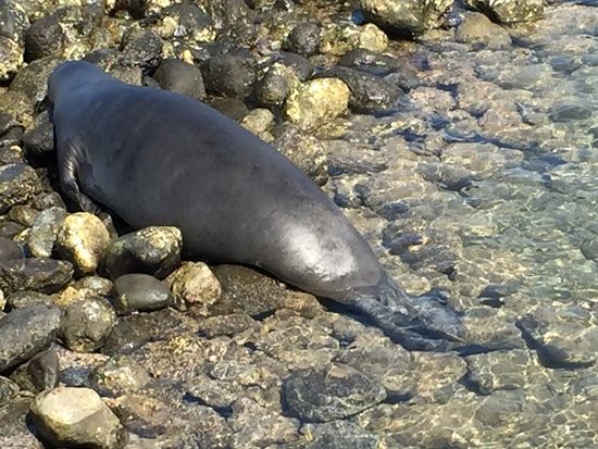 カフルイ空港ホテル間 貸切送迎サービス　空港到着後そのまま観光も可！＜1-5名／日本語ドライバー＞