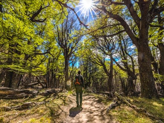 アンデス南端の岩峰群に挑む！エル・チャルテン+フィッツロイ山域トレッキングツアー＜混載／1日／英語ガイド／エル・カラファテ発着＞