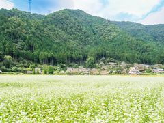 _AOA9942_KayabukinoSato_AO