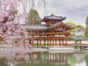 Japan_Kyoto_Byodoin_Cherry_Blossoms_shutterstock_567798025