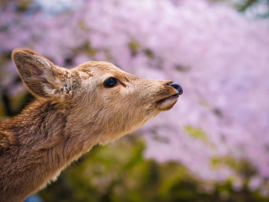 Japan_Nara_Deer_Cherry_Blossoms_shutterstock_1304064151