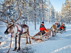 reindeer caravan, rovaniemi, lapland