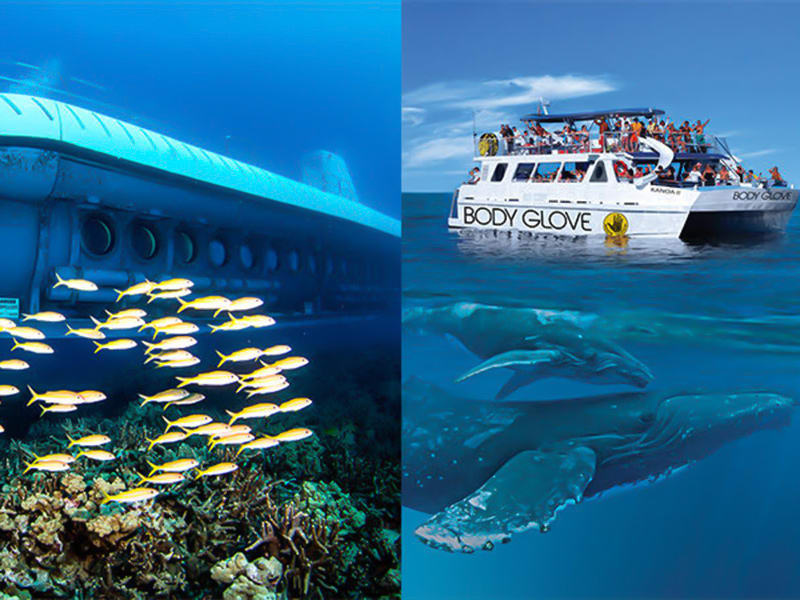 Atlantis Submarines Kona & Body Glove Whale Watch Cruise Combo