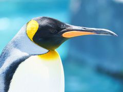 Japan_Hokkaido_Asahikawa_Asahiyama_zoo_penguin_shutterstock_598495250