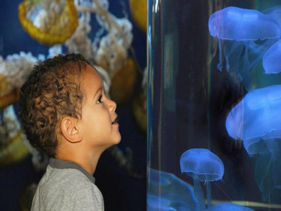 USA_San Francisco_Aquarium of the Bay_Child
