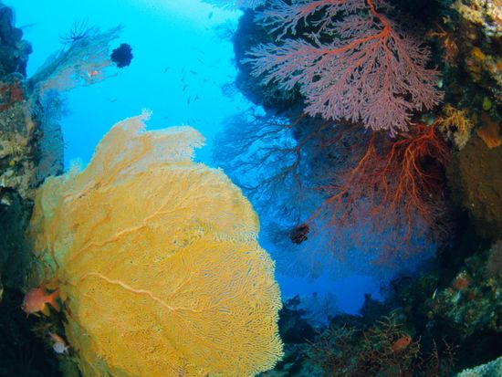 ファンダイビング05