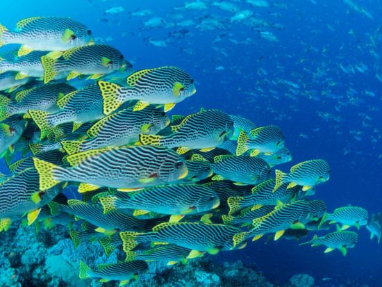 ファンダイビング＜ボート２本＞　英語ガイド付き半日ツアー＜ポートモレスビー発＞