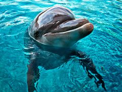 US_Hawaii_Dolphin_shutterstock_120732022