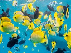 Savannah-Card-Fish