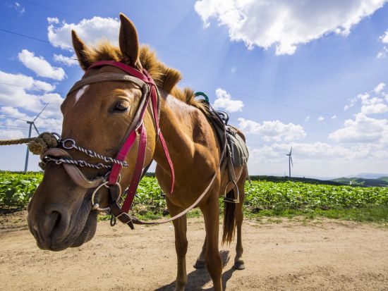 乗馬体験(0.5～2時間)　2歳から参加OKの子供向けコースやサンセット、貸切ランチ付きなど選べるコースで広大な牧場を満喫！＜ガンストック牧場／現地集合＞