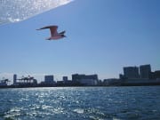 yurikamome black-headed gull flying in Tokyo