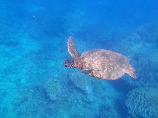 サンドバー　シュノーケリング貸切クルーズ　グループ旅行にぴったり！ゆったりとしたカタマラン船でアレンジ自由自在！＜10名まで／日本語クルー＞