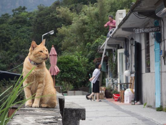 Taiwan_Houtong_cat_shutterstock_1210288132