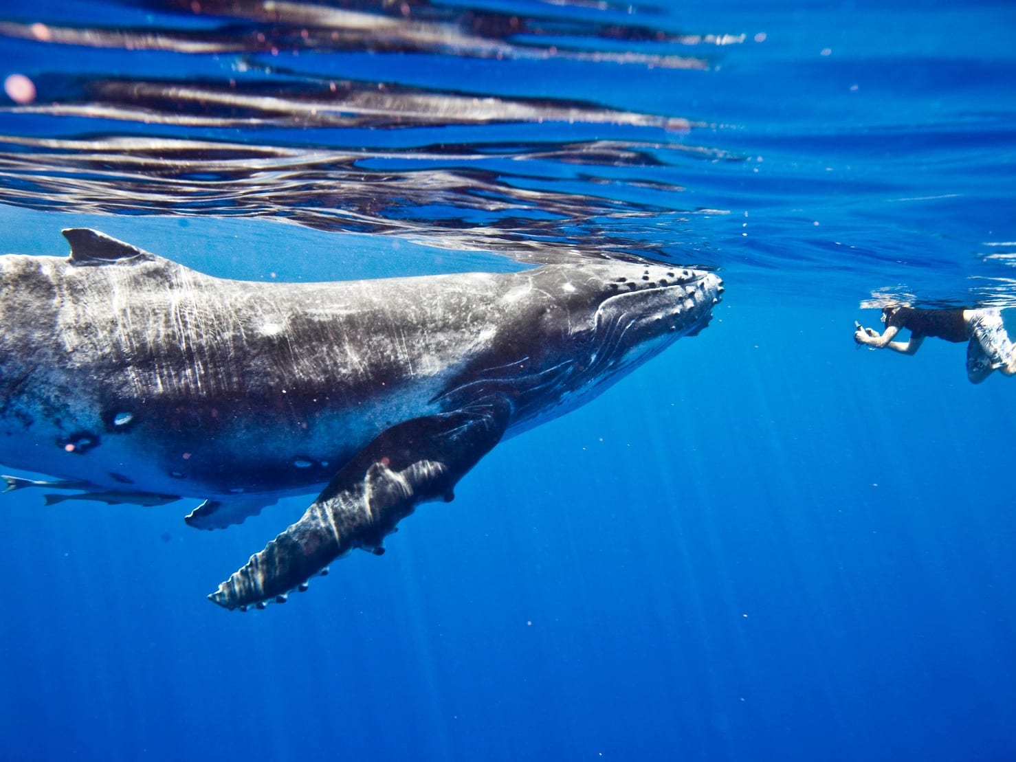 【8月～10月限定】野生のザトウクジラと泳ぐ！クジラウォッチング＆スイミングツアー by エクスマウス・ダイビング・センター ＜英語ガイド＞