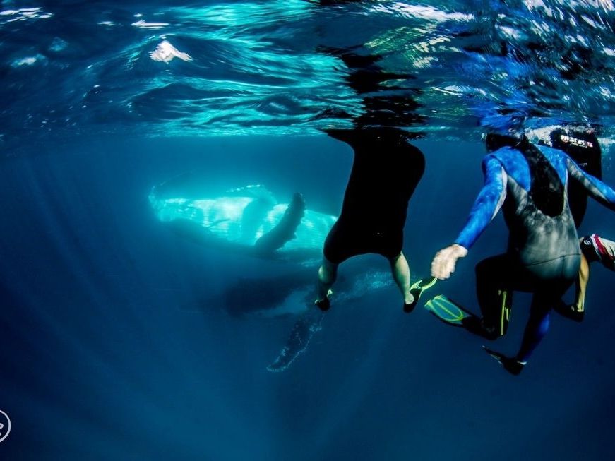 8月～10月限定】野生のザトウクジラと泳ぐ！クジラウォッチング