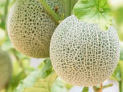 shutterstock_1074932444_melon