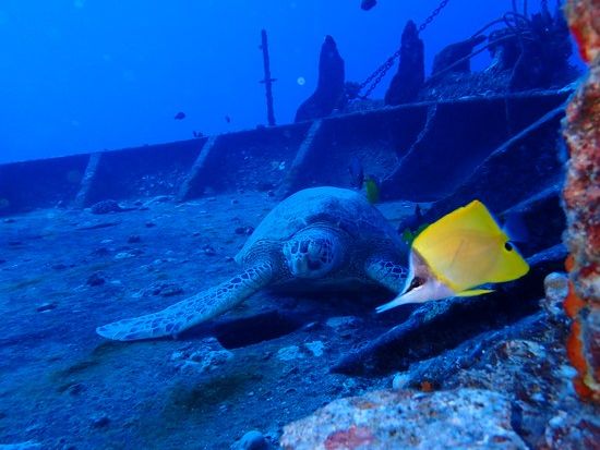 ファンダイビング 沈船（YO257レック）など有名ポイント厳選！リフレッシュコースあり＜ボート／2ダイブ＞by Grand Blue