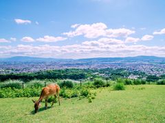 shutterstock_1167223132a