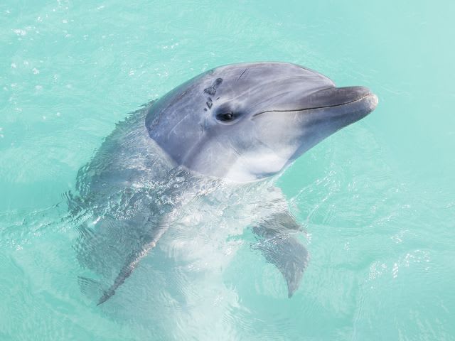 イルカと触れ合う (海の生き物と泳ぐ／観察する) | 沖縄の観光