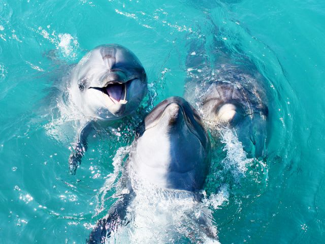 ドルフィンスイム イルカと一緒に泳ごう！美ら海水族館すぐそば＜本部