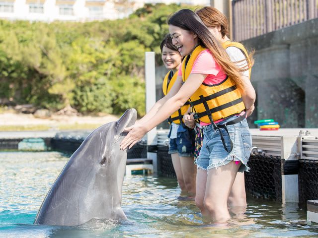 Dolphin Encounter | Book Okinawa Tours