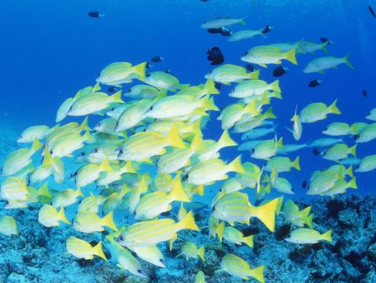 コーラルビュークルージング 　濡れずに海中を探索！美しいサンゴ礁を見に行こう 美ら海水族館すぐそば＜本部町＞by もとぶ元気村