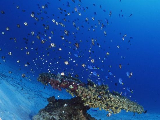 コーラルビュークルージング 　濡れずに海中を探索！美しいサンゴ礁を見に行こう 美ら海水族館すぐそば＜本部町＞by もとぶ元気村