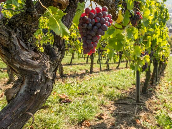 ナパバレー　貸切観光チャーター ＜定員12名／6～11時間／英語ドライバー／サンフランシスコ発着＞