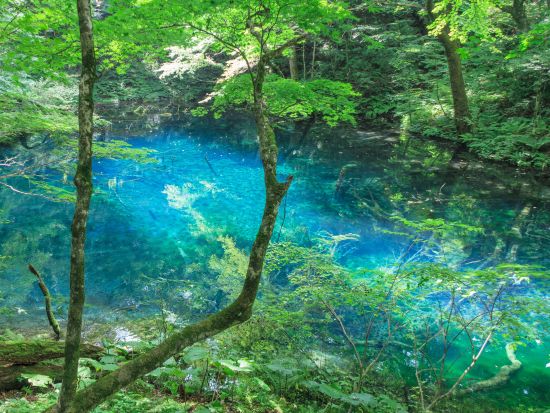 白神山地ハイキング「十二湖」青池など湖をゆっくり散策＜初級/4~11月プライベートガイド/JR十二湖駅発着＞