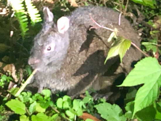 世界自然遺産・奄美大島・神秘の森クロウサギナイトツアー 遭遇率100％継続 満天の星空・夜の原生林・冒険ツアー！送迎可能＜住用町＞by奄美ネイチャーガイド