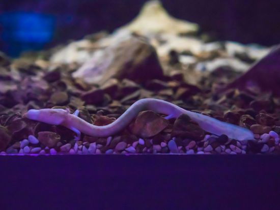 shutterstock_1169924353