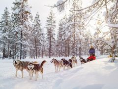 Husky farm, snowmobile safari, Lapland