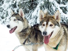 Husky farm, snowmobile safari, Lapland