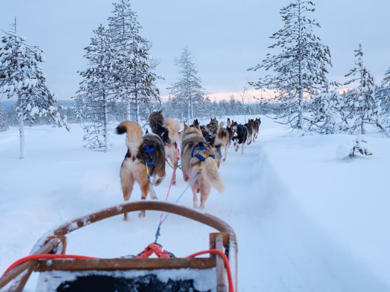 Husky farm, snowmobile safari, Lapland