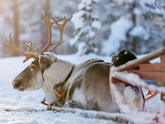 サンタクロース村 観光ツアー　トナカイぞりでサンタさんに会いに行こう！＜午前／12～4月初旬／ロヴァニエミ発＞