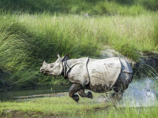【2泊3日】ネパール屈指の野生の王国へ！世界遺産・チトワン国立公園ツアー＜日本語ガイドプラン有／食事付／カトマンズ発＞*オプションにてフライト移動も可能！