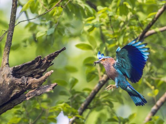 【2泊3日】ネパール屈指の野生の王国へ！世界遺産・チトワン国立公園ツアー＜日本語ガイドプラン有／食事付／カトマンズ発＞*オプションにてフライト移動も可能！