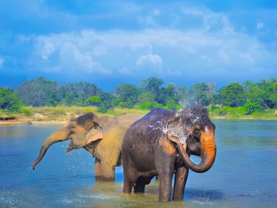 【2泊3日】ネパール屈指の野生の王国へ！世界遺産・チトワン国立公園ツアー＜日本語ガイドプラン有／食事付／カトマンズ発＞*オプションにてフライト移動も可能！