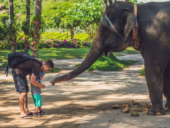 本格象乗り＆ダムヌンサドゥアック水上マーケット半日ツアー　「ピンクのカオマンガイ」 食事券付きプランあり＜午前／日本語ガイド＞