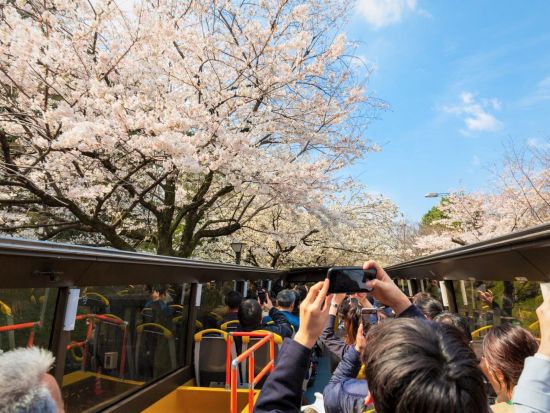 【3/20～4/5限定】2階建てオープンバス 都内の桜の名所を巡る！千鳥ヶ淵＋隅田川＋上野公園＋靖国神社など 浅草下車プラン有＜東京駅発日本橋or浅草着＞