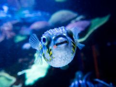 aqwa aquarium of western australia