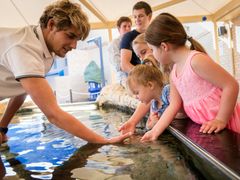 children touching real live starfish in AQWA