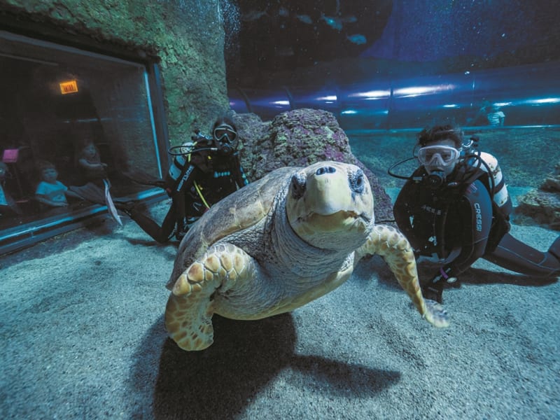 giant turtle in aqwa aquarium of western australia