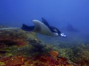 manta point snorkeling