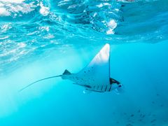 Bali Nusa Penida Manta Point Diving Tour