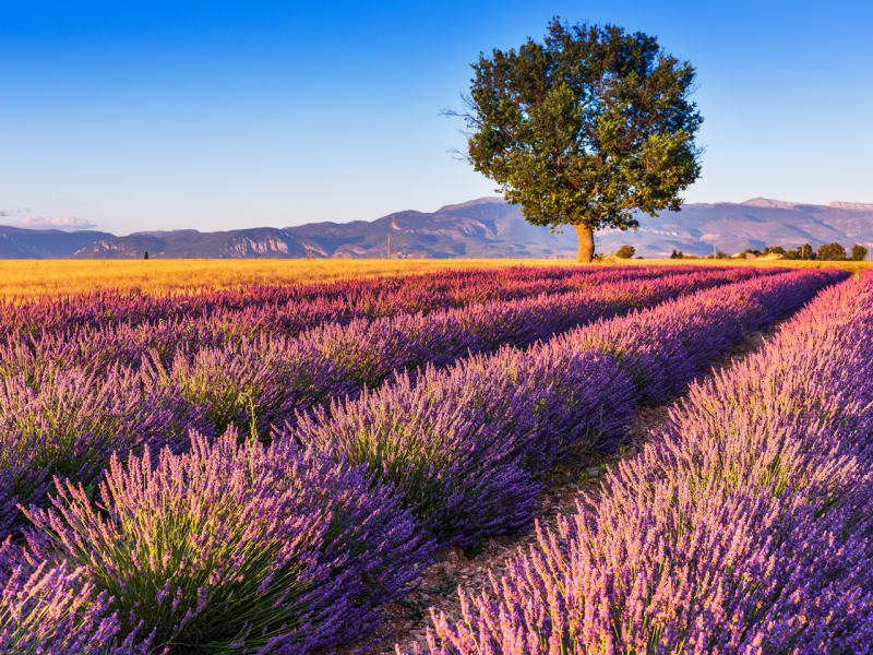 Provence Lavender Fields Full-Day Tour from Aix-en-Provence tours 