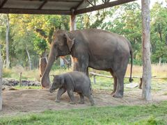 Nepal_Chitwan_elephant_shutterstock_188291144