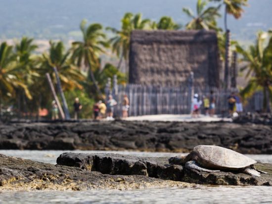 ハワイ島　歴史探検ツアー　コナコーヒー農園・養蜂所にもご案内＜昼食付／1日／英語ガイド＞
